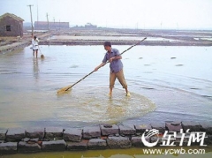 万亩盐田变汪洋 损失